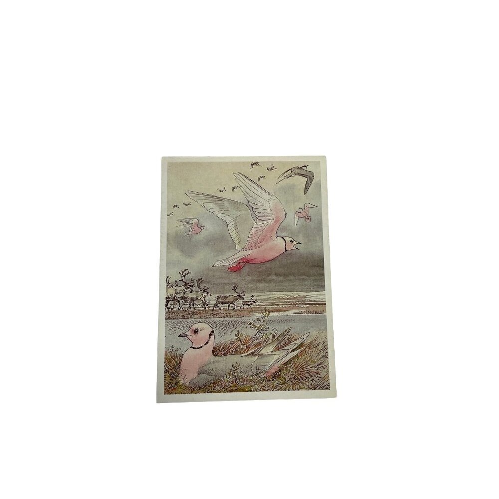 Vintage Postcard Russian Illustrated Gulls and Reindeer u